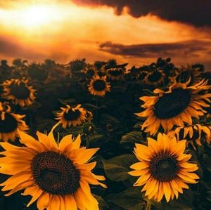 Meet your Posher, Ella